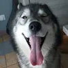 tiktok_neo77