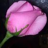 shwe.sar.lay