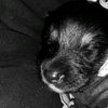 hamla.13