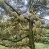 kebonduren2