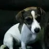 isadora1fc2comedia