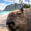 capibara_fan_page