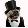 pugpreneur111