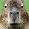 capybarahub__69