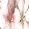 anwiklove