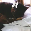 edits.nekos_gamplays