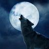 loup......solidaire....0