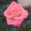 oumyacine608
