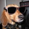 dog_with.shades