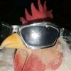 chiken_002.gmail