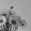 zey_286