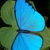 butterflyinfiny