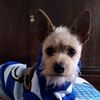 tobyind