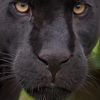 harry.panther.vaughn
