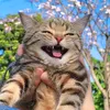 ighgch