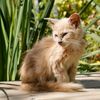 princess_of_feral_cats