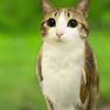 meowl_theowlcat