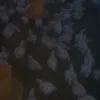 hatikarena