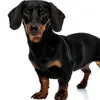 animallover21126