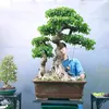 thaokhieu