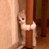 chipichipichapachapa_000