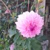 rosacabascang