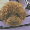 mauitheminipoodle
