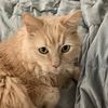 kittenbritches22