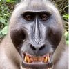 eatyourmuliman