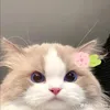 maketdangiiu