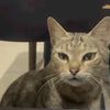 boopbep188