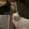 laila.elmokrani