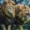 _nazim_77