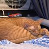 gingersnap862