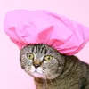 dailymeoww