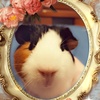 allkinds_ofguineapigs2