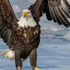 saqar_alamany