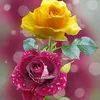 mdaminurrahman889
