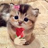 Leo . qaiser