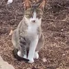losurdolino