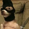 dacooldog_