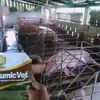 sellerinhumicvet0