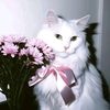 rrainbowrub_vys