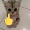 lvrofcats