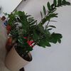 muzz_gr4