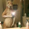 brian_avl_7816