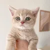 bunnysplushy