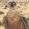 abosaqr1011