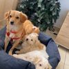 itslucyythedog