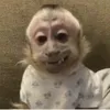monky.eli